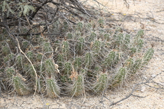 Echinocereus enneacanthus enneacanthus