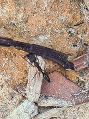 Odontomachus haematodus