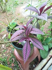 Strobilanthes auriculata dyeriana