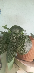 Fittonia albivenis