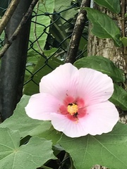 Hibiscus mutabilis