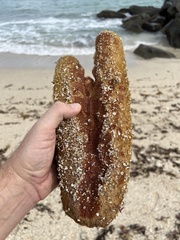 Callyspongia aculeata