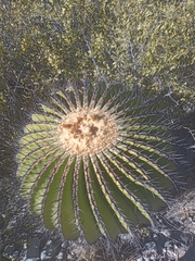 Echinocactus platyacanthus
