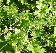 Carduus pycnocephalus