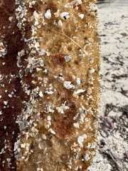 Callyspongia aculeata