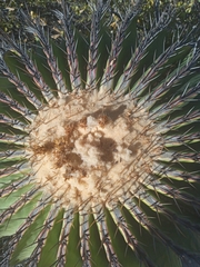 Echinocactus platyacanthus