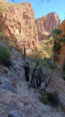 Stenocereus thurberi