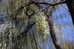 Hakea lorea lorea