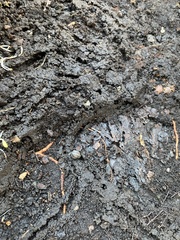 Reticulitermes flavipes