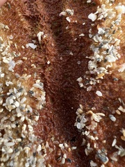 Callyspongia aculeata