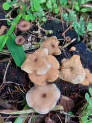 Lentinus flexipes