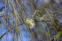 Hakea lorea lorea