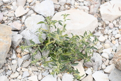 Ditaxis serrata