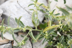 Ditaxis serrata
