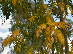Bolusanthus speciosus