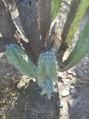 Myrtillocactus geometrizans