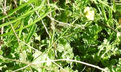 Diplotaxis catholica