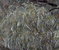 Acacia harpophylla