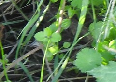 Stellaria media