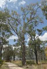 Corymbia clarksoniana