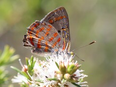 Hypochrysops ignitus