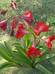 Hippeastrum