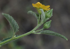 Sida atherophora
