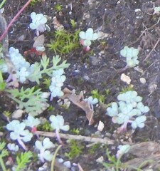 Sedum pedicellatum