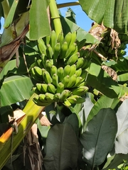 Musa