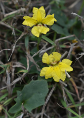 Goodenia glabra