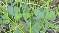 Medicago arabica