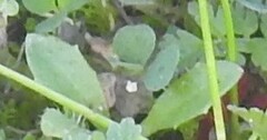 Hypochaeris glabra
