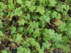 Malva