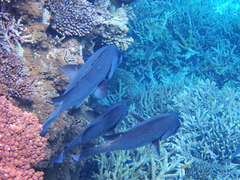 Plectorhinchus gibbosus