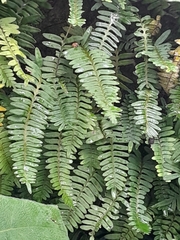 Polypodioideae