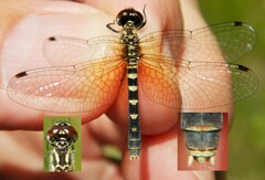 Nannothemis bella