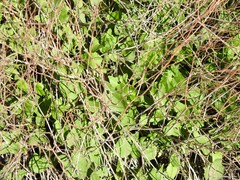 Rumex induratus