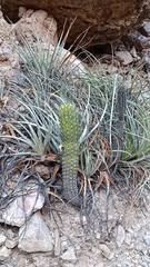 Stenocereus thurberi