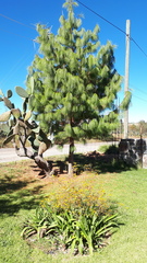 Pinales