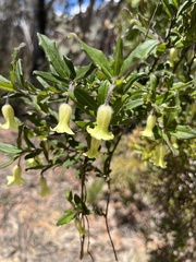 Billardiera scandens