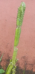 Acanthocereus tetragonus