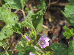 Malva