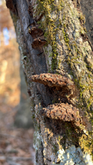 Fuscoporia gilva