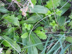 Stellaria media
