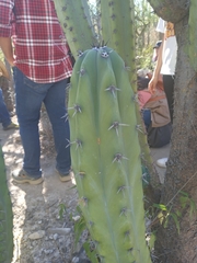 Myrtillocactus geometrizans