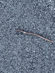 Oligochaeta