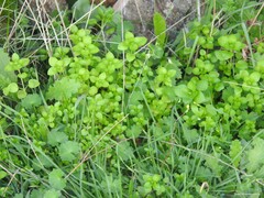 Carduus pycnocephalus