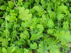 Carduus pycnocephalus