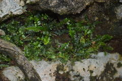 Asplenium dentatum