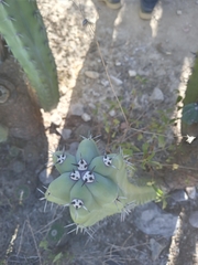 Myrtillocactus geometrizans